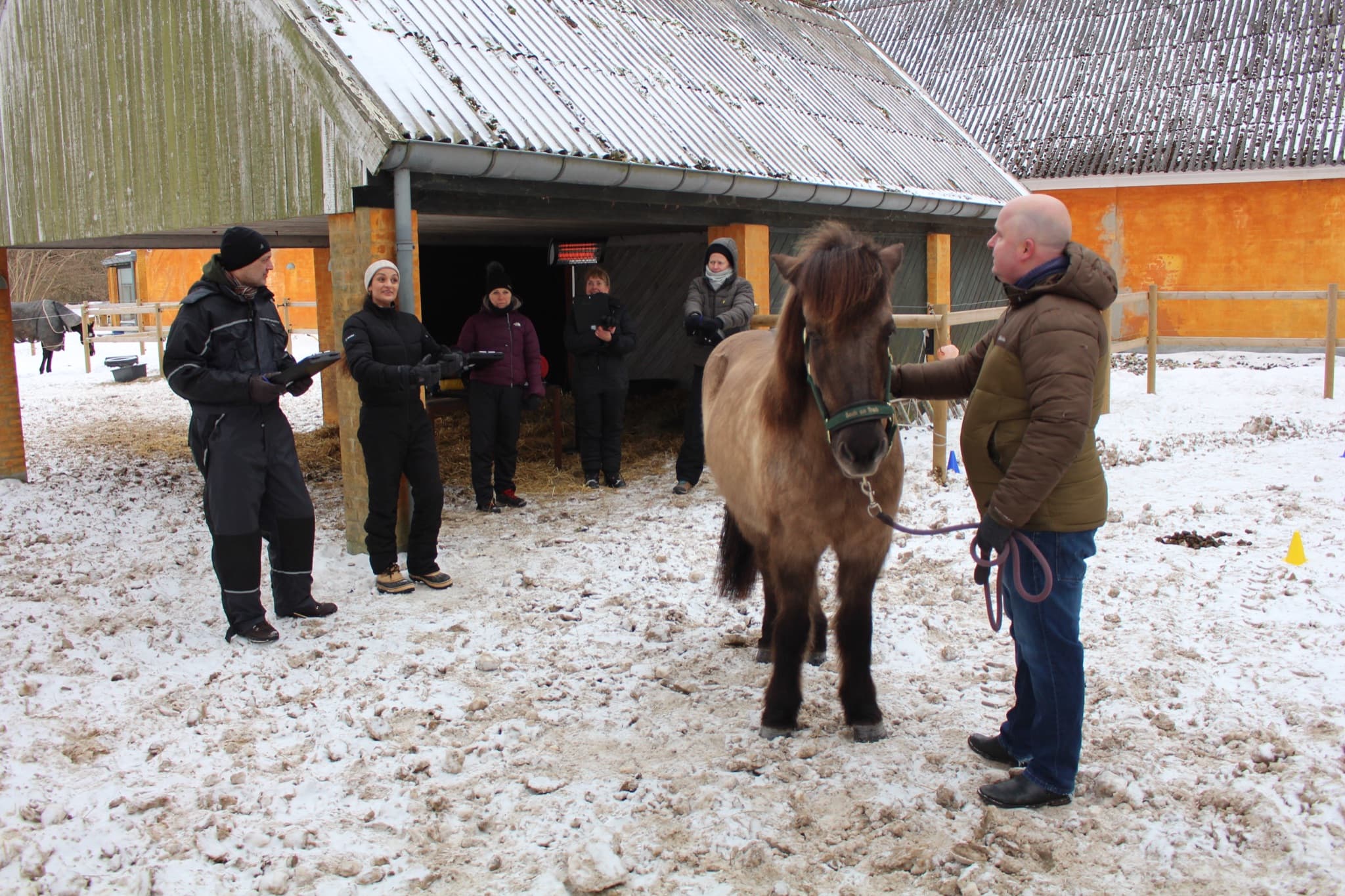 Hest og deltager i hesteassisteret læringsøvelse i Nordsjælland