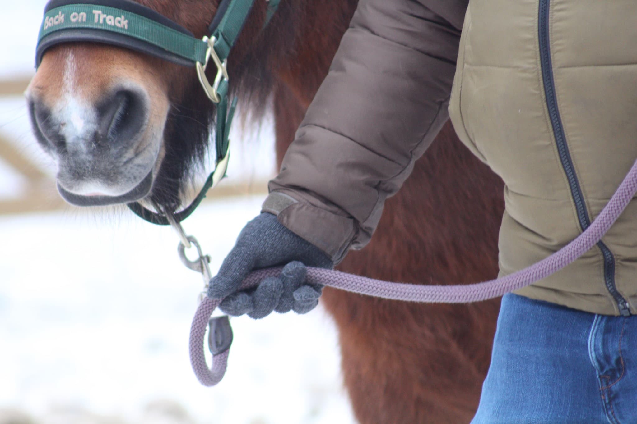 Hesteassisteret workshop - deltagere og heste i samspil om lederskab