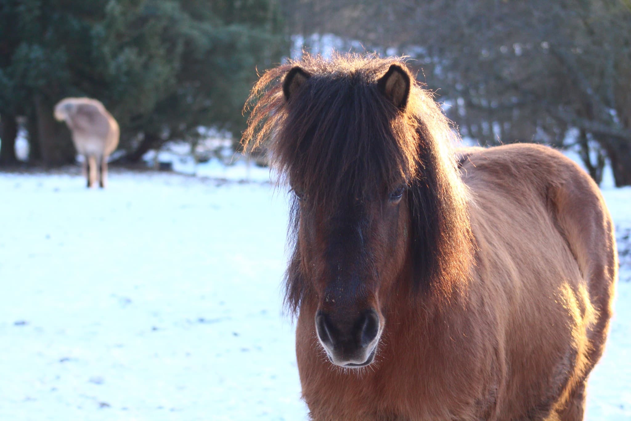 Islænder Alma - hest i hesteassisteret læring