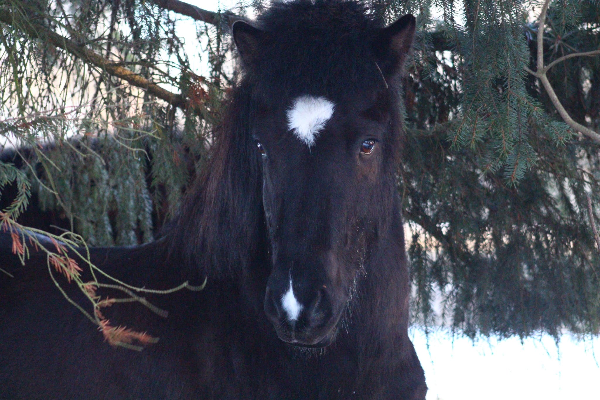 Islænder Ganti - hest i hesteassisteret læring