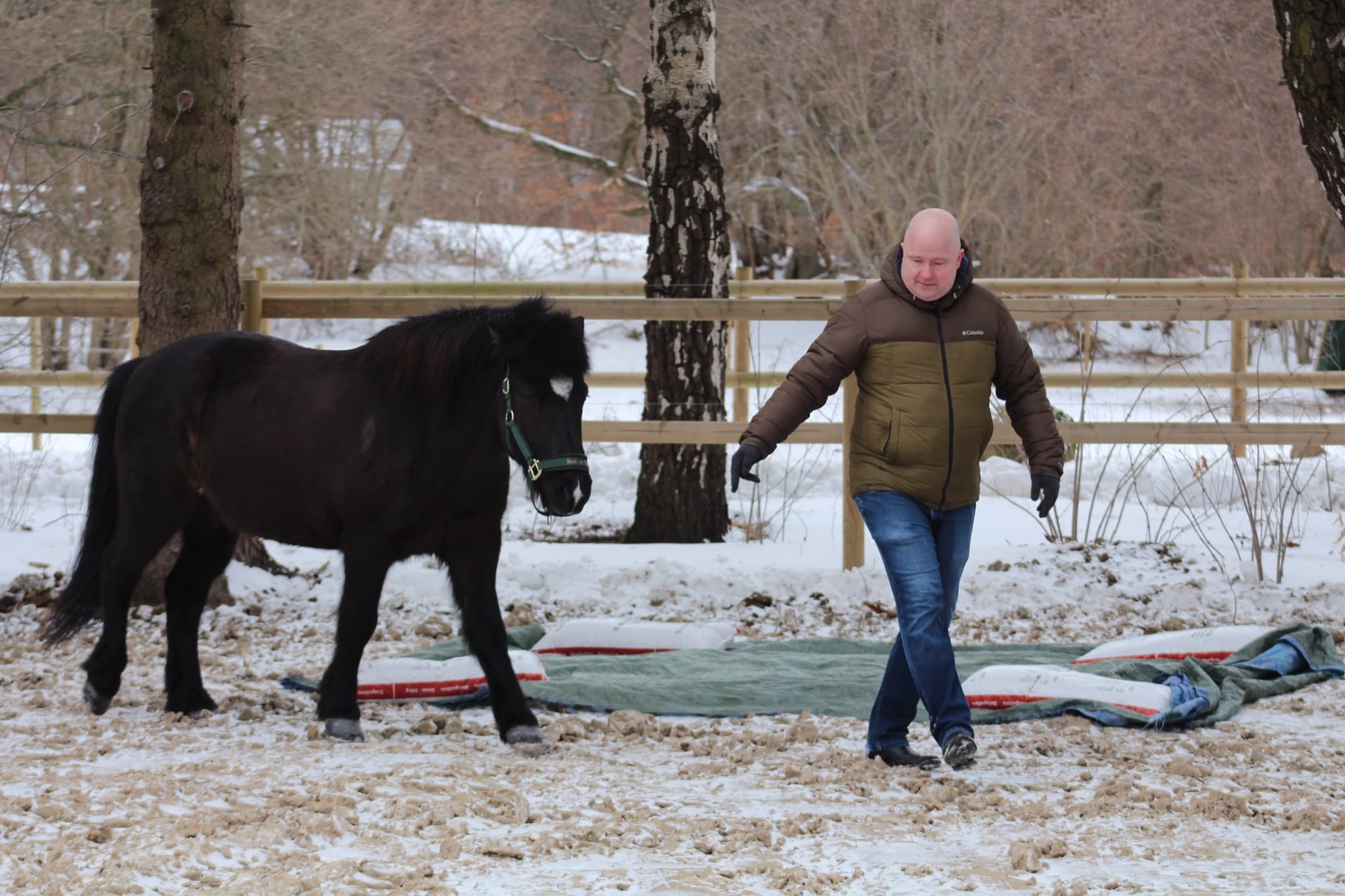 Heste i fri bevægelse - del af workshopprocessen i hesteassisteret læring